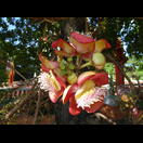 … und seine Blüten